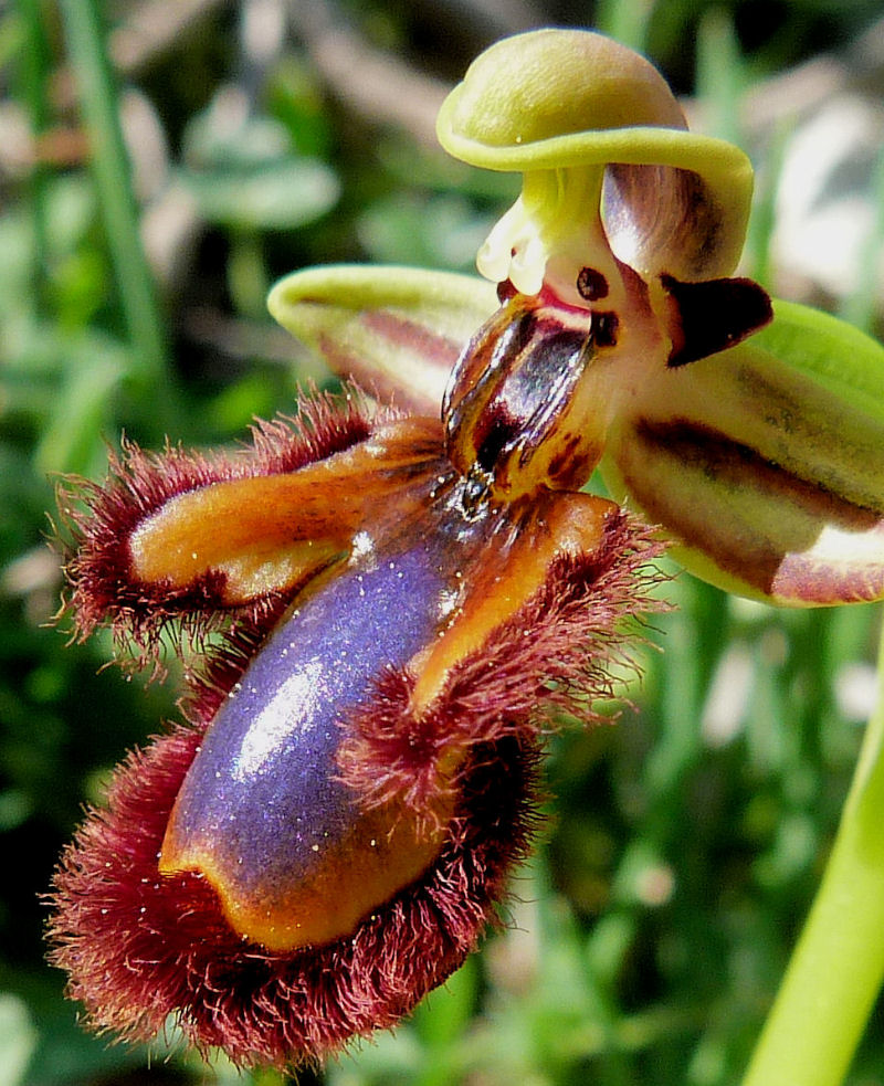 Orchidea ciliata